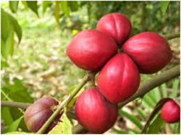 Illustration for article titled Cara mengatasi ambeien dengan buah mahkota dewa